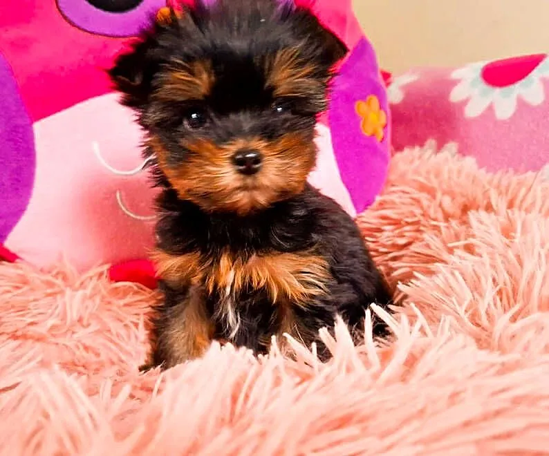 yorkshire terrier suczka, Zachodniopomorskie, Szczecin