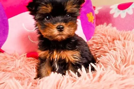 yorkshire terrier suczka, Zachodniopomorskie, Szczecin