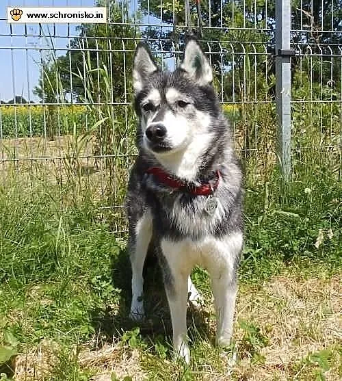 Sakari w typie husky do adopcji