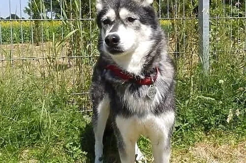Sakari w typie husky do adopcji