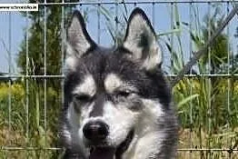 Sakari w typie husky do adopcji