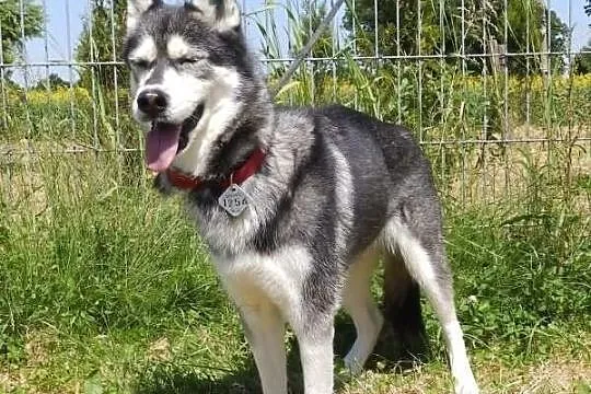 Sakari w typie husky do adopcji