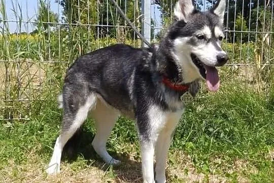 Sakari w typie husky do adopcji
