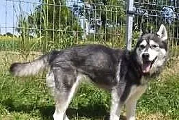 Sakari w typie husky do adopcji