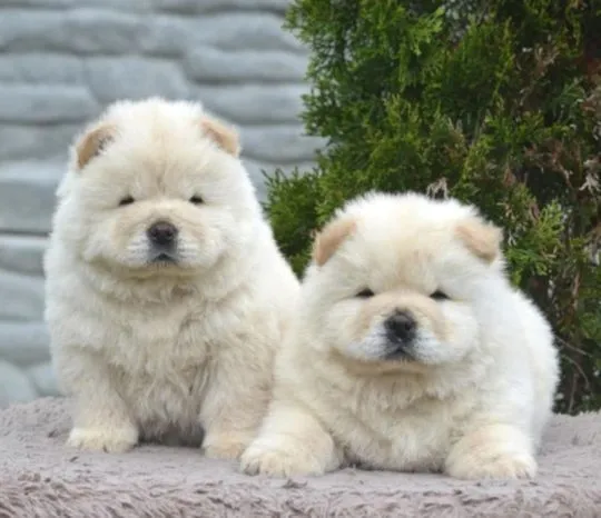 Wspaniałe szczenięta Chow Chow dostępne na sprzedaż., Zachodniopomorskie, Koszalin