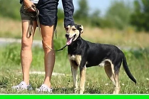24 kg,młody,wesoły,łagodny,aktywny,przyjazny pies CHARCIO.Adopcja,  małopolskie Kraków