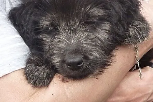 Czarujący szczeniak Marley szuka domu,  mazowiecki