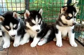 Kochające,syberyjskie husky  słodkie dostępne już teraz na sprzedaż.