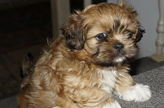 Absolutnie wyjątkowe szczenię lhasa apso /kuzyn sh