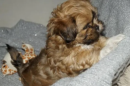 Absolutnie wyjątkowe szczenię lhasa apso /kuzyn sh