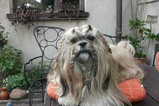 Absolutnie wyjątkowe szczenię lhasa apso /kuzyn sh