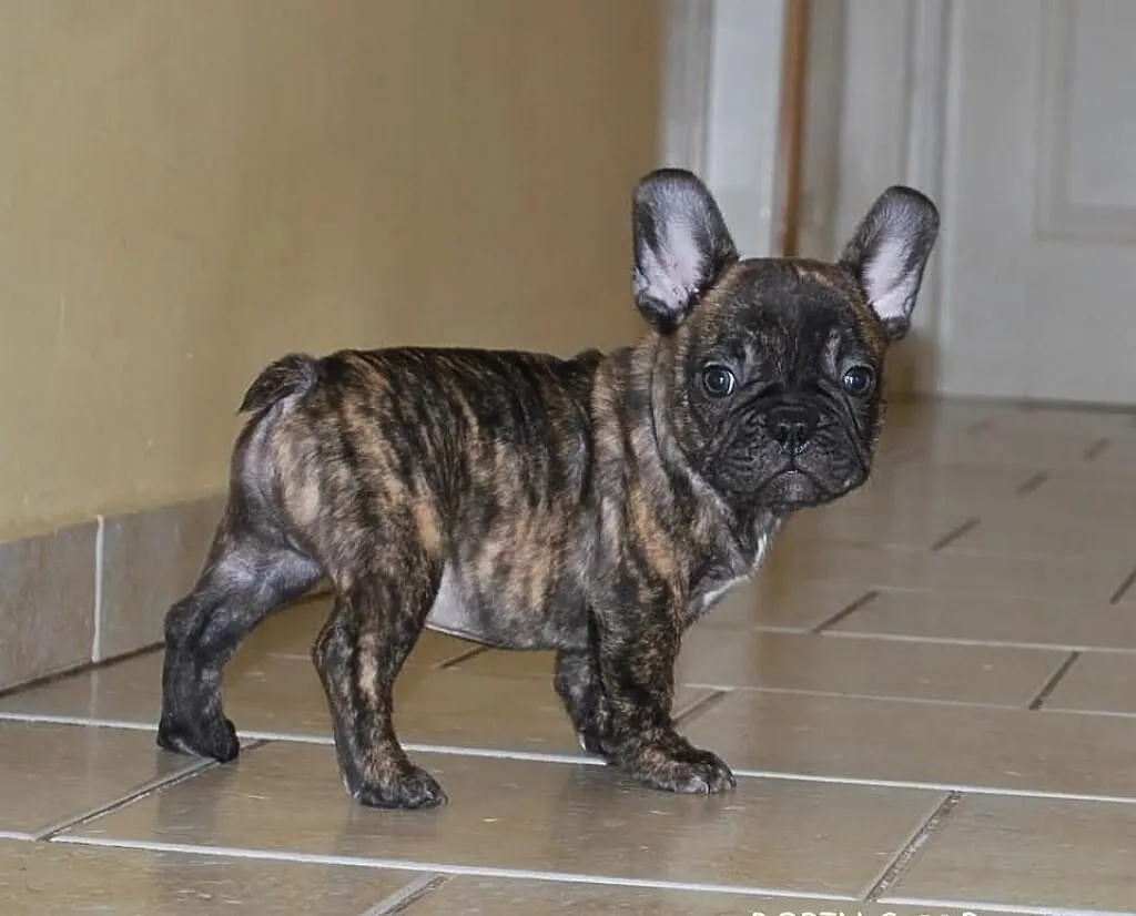 Buldog francuski ( ZKwP / FCI )