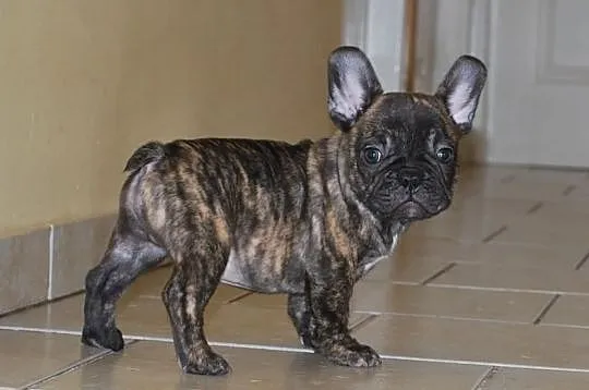 Buldog francuski ( ZKwP / FCI )