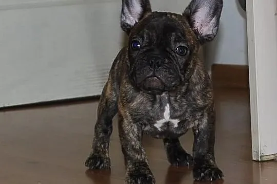 Buldog francuski ( ZKwP / FCI )