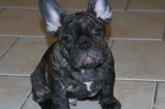 Buldog francuski ( ZKwP / FCI )