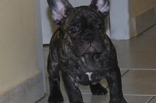 Buldog francuski ( ZKwP / FCI )