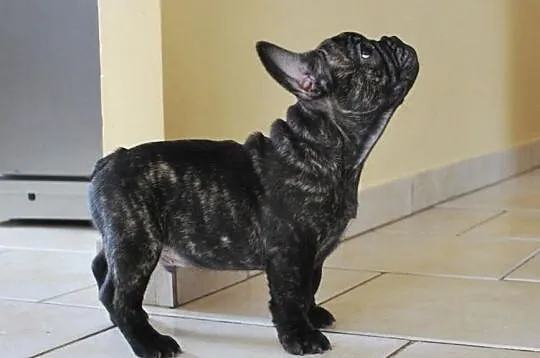 Buldog francuski ( ZKwP / FCI )
