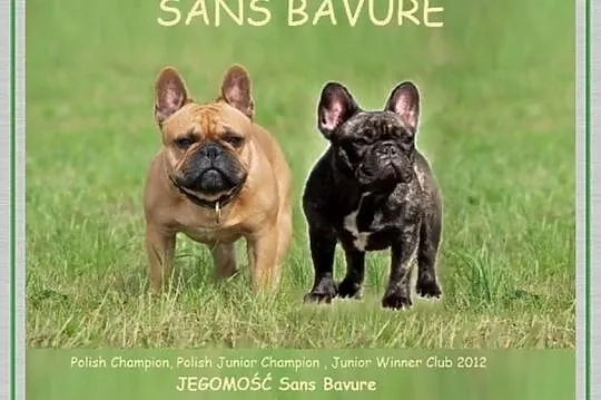 Buldog francuski ( ZKwP / FCI )