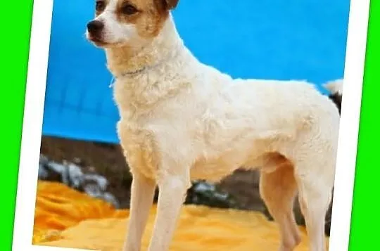 PTYŚ-kotolubny, wesoły,łagodny,przyjacielski,rodzinny piesek.ADOPCJA