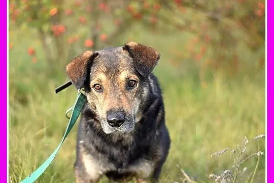 Dosyć duży 25 kg, przyjazny,grzeczny psiak MÓJ_Adopcja_