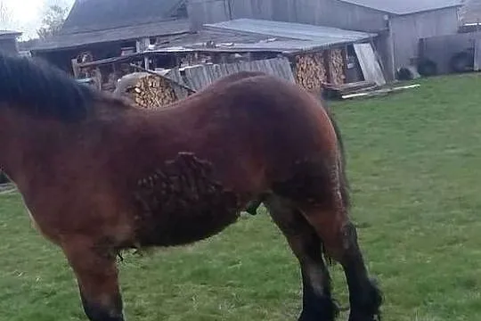 Sprzedam ogierka 12 miesięcy, Świętokrzyskie, Rudki