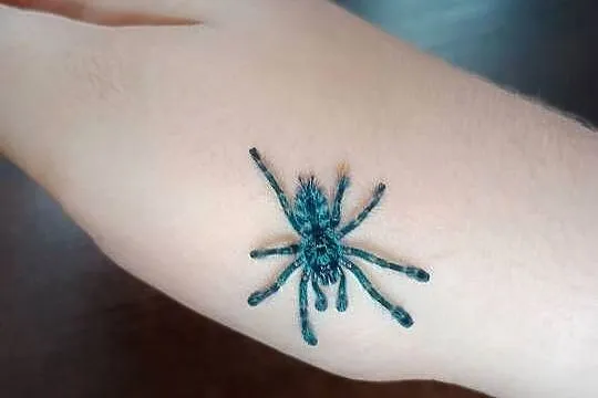 Ptasznik caribena versicolor L4/L5