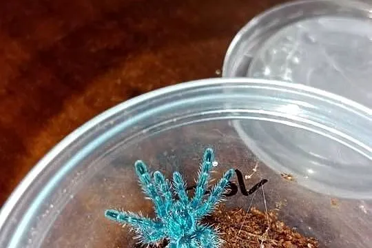 Ptasznik caribena versicolor L4/L5, Kujawsko-pomorskie, Brodnica