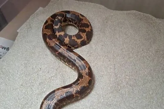 Strzelec piaskowy - Eryx colubrinus - boa piaskowy - samiec - wąż pustynny