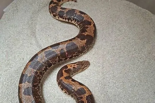 Strzelec piaskowy - Eryx colubrinus - boa piaskowy - samiec - wąż pustynny, Śląskie, Dąbrowa Górnicza