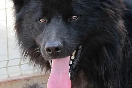 BLACKY w schronisku tęskni za czlowiekiem