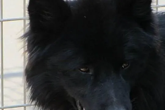 BLACKY w schronisku tęskni za czlowiekiem