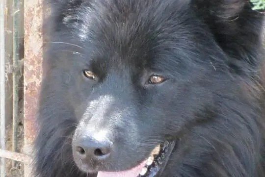 BLACKY w schronisku tęskni za czlowiekiem