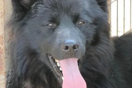 BLACKY w schronisku tęskni za czlowiekiem