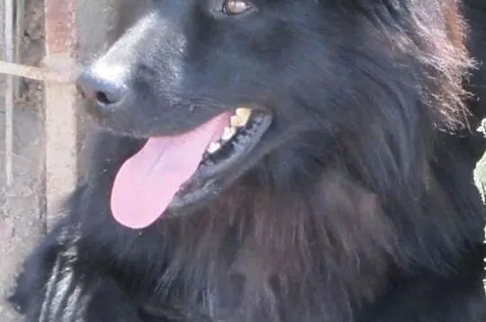 BLACKY w schronisku tęskni za czlowiekiem