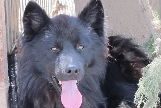 BLACKY w schronisku tęskni za czlowiekiem