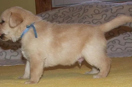 Labrador biszkoptowe szczeniaki