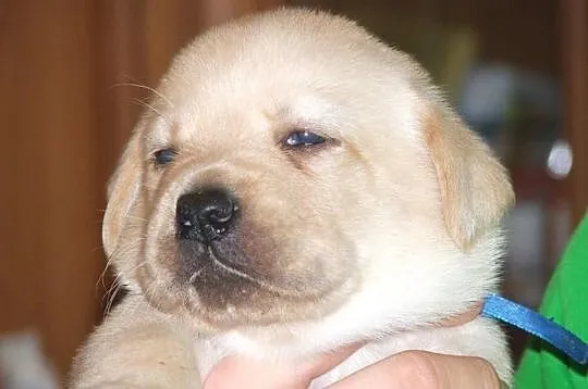 Labrador biszkoptowe szczeniaki