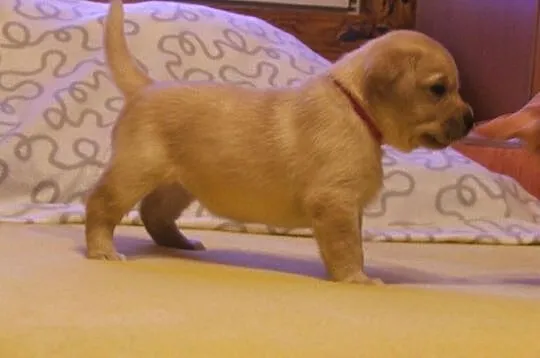 Labrador biszkoptowe szczeniaki