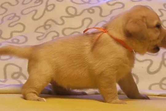 Labrador biszkoptowe szczeniaki