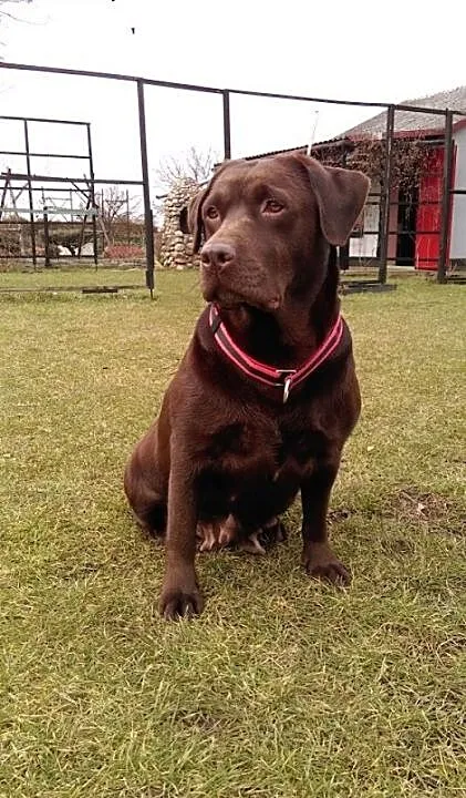 Ziajka - czekoladowa labradorka szuka domu, wielk