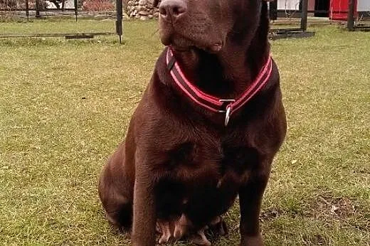 Ziajka - czekoladowa labradorka szuka domu,  wielk