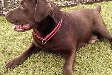 Ziajka - czekoladowa labradorka szuka domu,  wielk