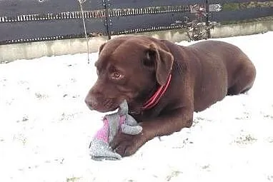 Ziajka - czekoladowa labradorka szuka domu,  wielk