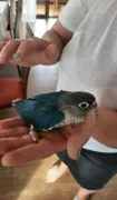 Papugi ręcznie karmione , Garwolin
