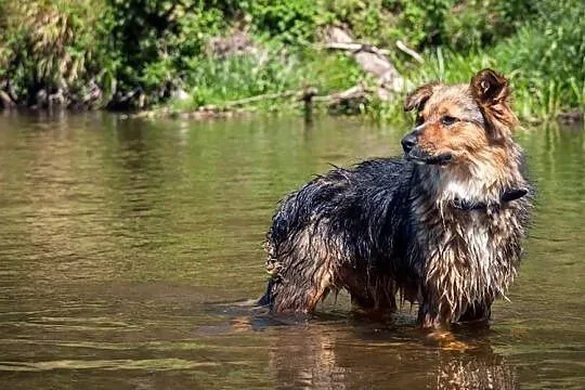 Młoda, energiczna i radosna kudłaczka, Sówka do adopcji!