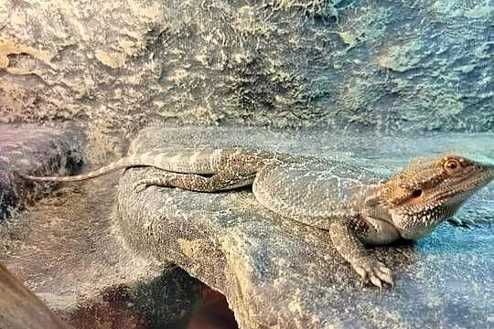 Agama brodata + terrarium