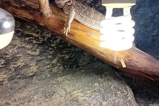 Agama brodata + terrarium, Warmińsko-mazurskie, Frombork
