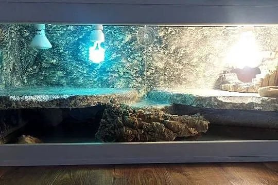 Agama brodata + terrarium, Warmińsko-mazurskie, Frombork
