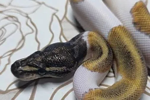 Wąż pyton królewski, python regius samiec