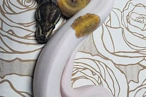 Wąż pyton królewski, python regius samiec, Dolnośląskie, Wrocław